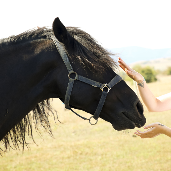 terapia asistida caballos potenciar capacidades